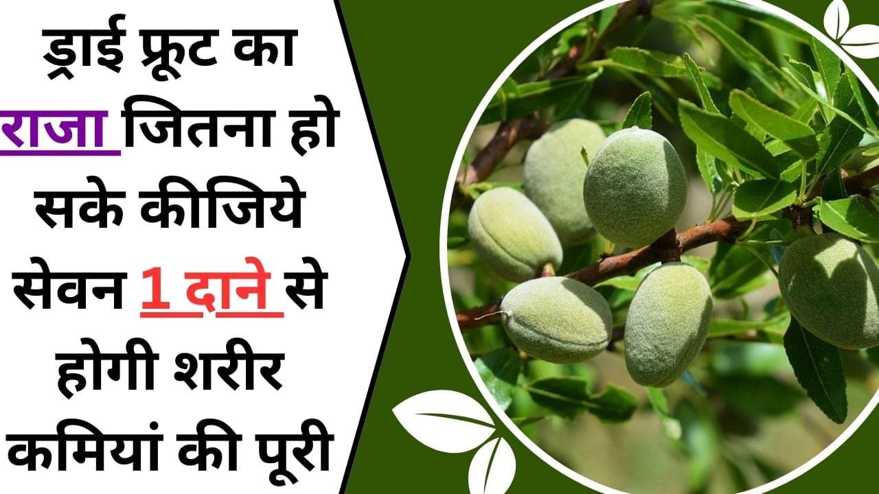 ड्राई फ्रूट का राजा, जितना हो सके कीजिये सेवन 1 दाने से होगी शरीर की कमियां पूरी, जाने इस तगड़े ड्राई फ्रूट के बारे