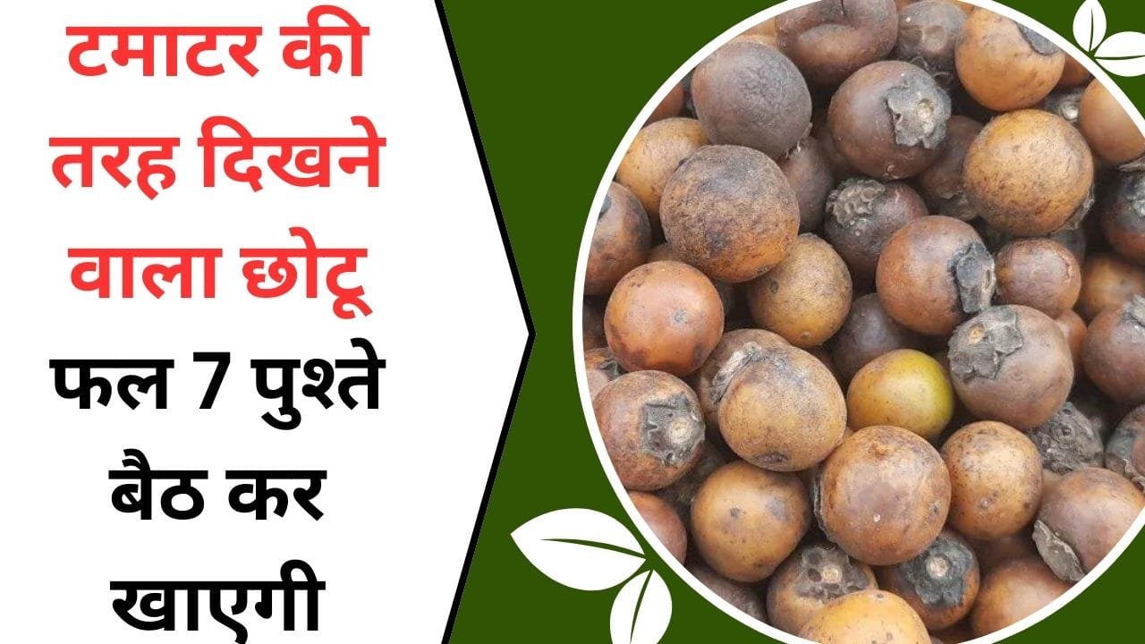 कच्चे टमाटर की तरह दिखने वाला छोटू फल, फल से पेड़ तक पैसा ही पैसा, एक बार कर ली खेती तो 7 पुश्ते बैठ कर खाएगी