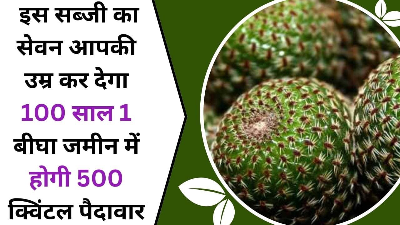 चिकन से भी ज्यादा ताकतवर इस सब्जी का सेवन आपकी उम्र कर देगा 100 साल, 1 बीघा जमीन में होगी 500 क्विंटल पैदावार, जानिए कैसे करें खेती