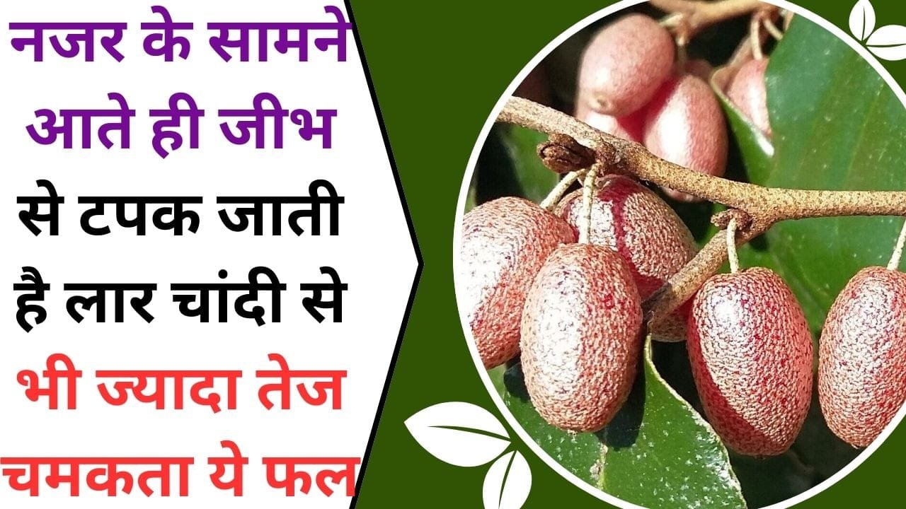 नजर के सामने आते ही जीभ से टपक जाती है लार, चांदी से भी ज्यादा तेज चमकता ये फल, किसान ने कर ली इस फल की खेती तो हो जायेगी चांदी-चांदी