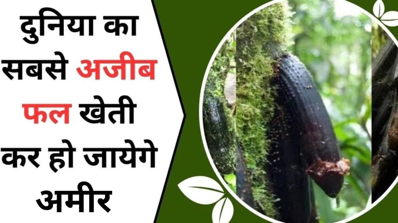 दुनिया का सबसे अजीब फल, खेती कर हो जायेगे अमीर, इस फल के सेवन शरीर में ला देगा 25 साल वाली ताकत जिसे देख भाभी जी झूम उठेगी