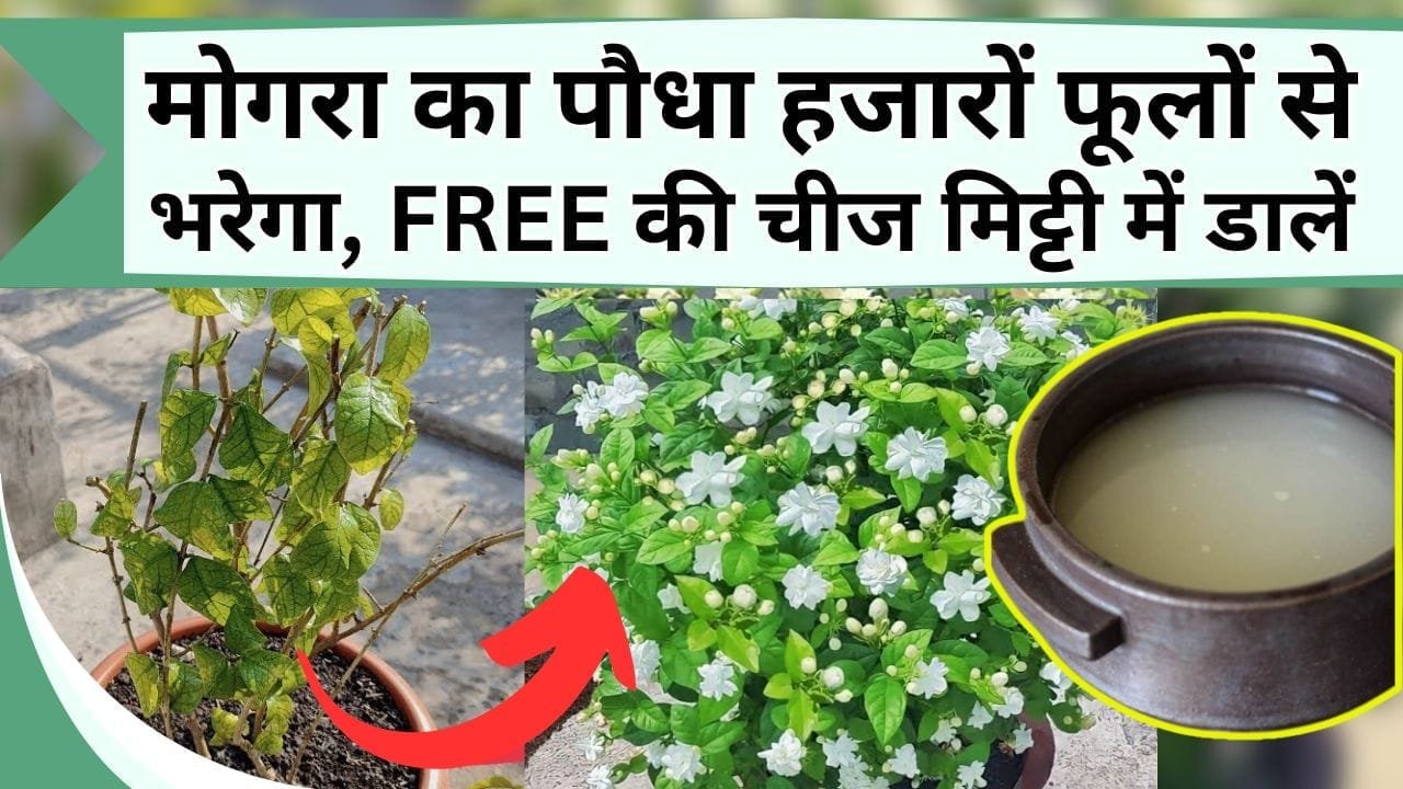मोगरा का पौधा हजारों फूलों से भरेगा, फेंके जाने वाली ये FREE की चीज मिट्टी में डालें, मोहल्ला खुशबू से भरेगा