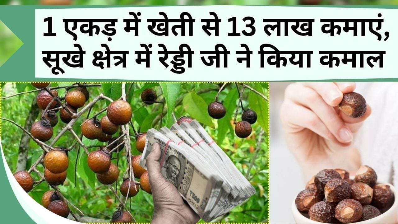 Success Story: 1 एकड़ में खेती करके 13 लाख की कमाई, सूखे क्षेत्र में रेड्डी जी ने किया कमाल