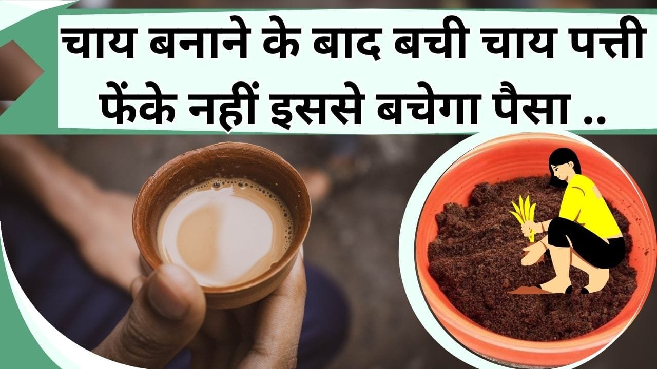 चाय बनाने के बाद बची चाय पत्ती फेंके नहीं इससे बचेगा पैसा, जानिये पौधों के लिए कैसे है फायदेमंद