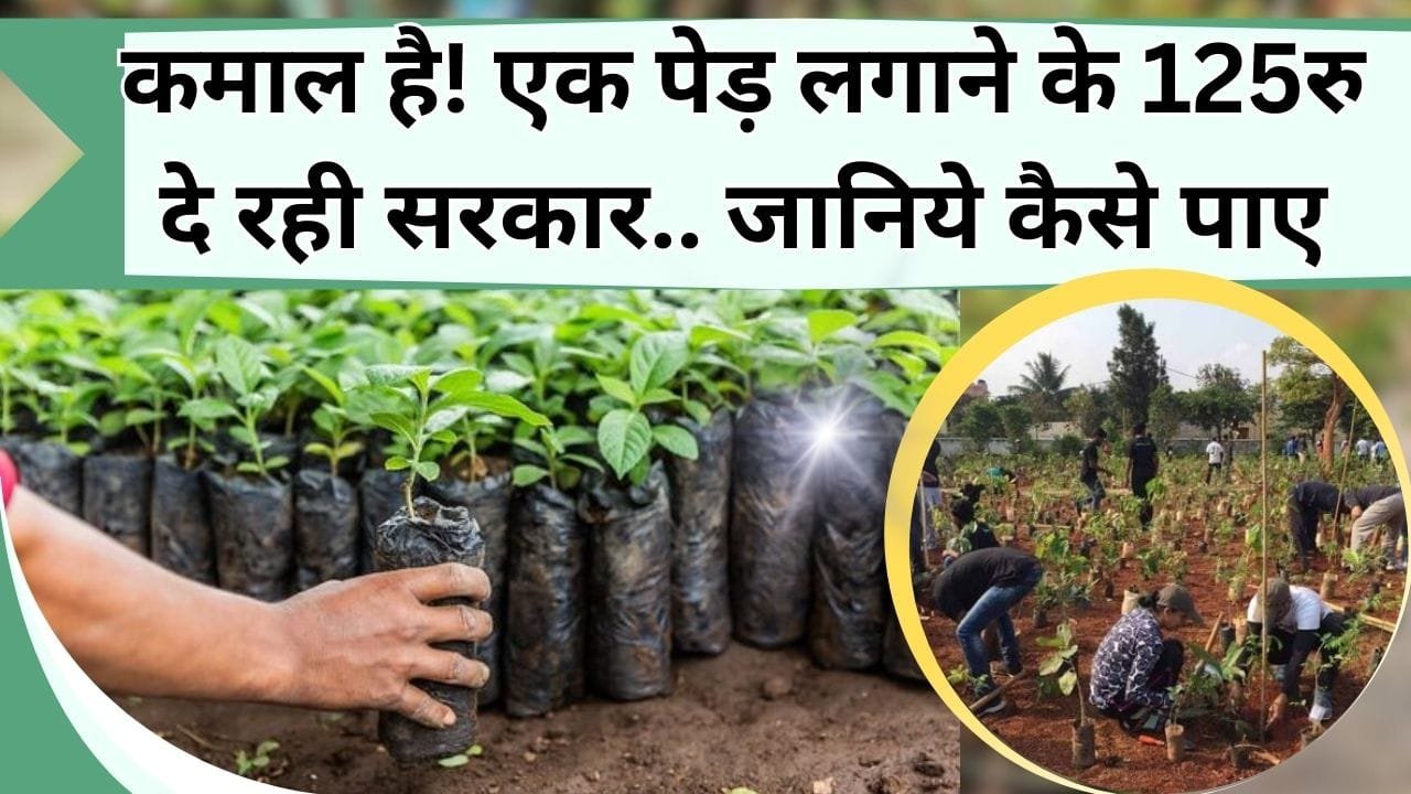 कमाल है! एक पेड़ लगाने के 125रु दे रही सरकार, यहां से करें आवेदन खाते में आएंगे पैसे