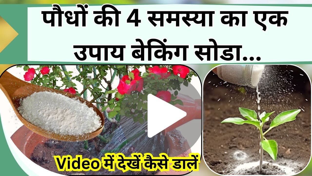 पौधों में सूखने, ना बढने, या कीड़े लगने की समस्या हो सब का एक उपाय बेकिंग सोडा, Video में देखें कैसे करें इस्तेमाल