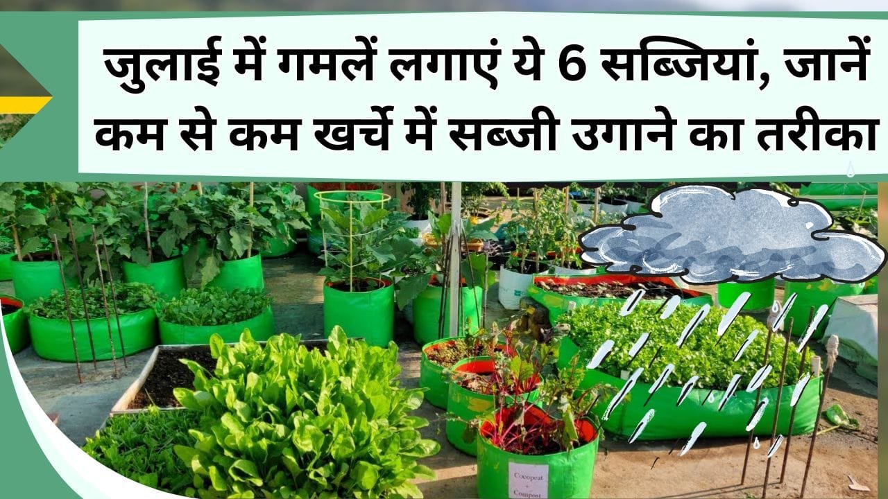 जुलाई में गमलें लगाएं ये 6 सब्जियां, बाजार से महंगी सब्जियां नहीं लानी पड़ेगी, जानिये कम से कम खर्चे में सब्जी उगाने का तरीका