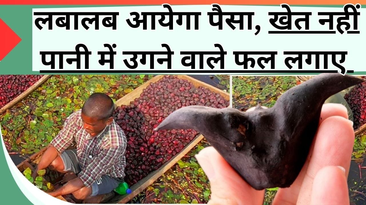 जुलाई में खेत नहीं पानी में उगने वाले फल की खेती से होंगे अमीर, जानिये कौन-सा फल चमका देगा किस्मत