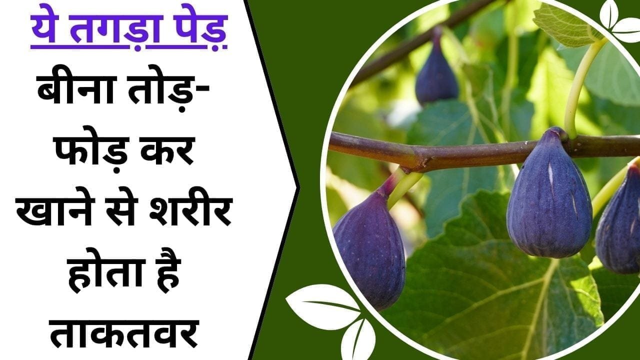 100 दवाओं का कॉम्बो पैक है ये तगड़ा पेड़, बीना तोड़-फोड़ करे खाने से शरीर होता है ताकतवर, जाने इस तगड़े पेड़ के बारे में