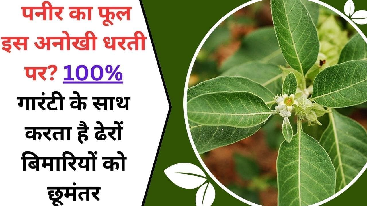 आपने देखा है पनीर का फूल इस अनोखी धरती पर? 100% गारंटी के साथ करता है ढेरों बिमारियों को छूमंतर, जाने इस फूल का नाम