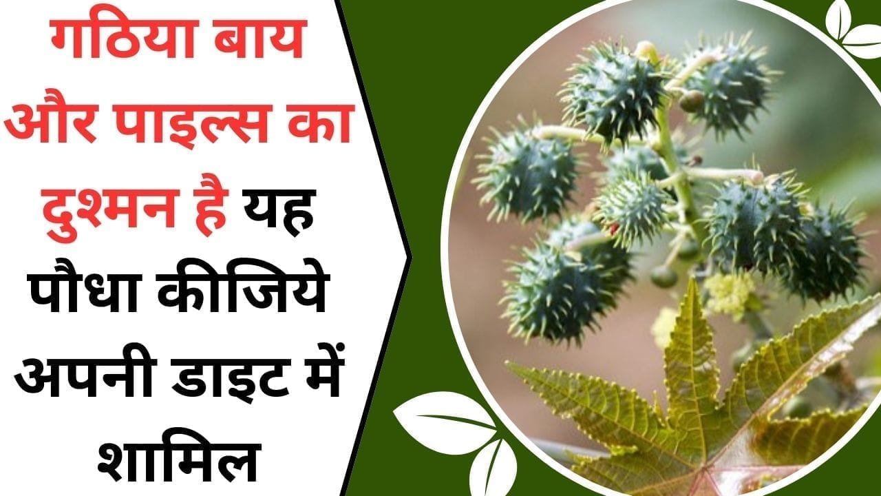 गठिया बाय और पाइल्स का दुश्मन है यह पौधा, कीजिये अपनी डाइट में शामिल, जाने इस पौधे का नाम
