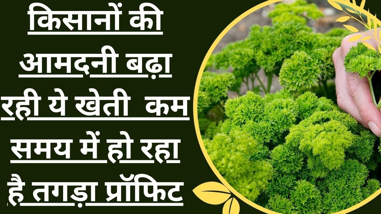 Parsley Cultivation: किसानों की आमदनी बढ़ा रही ये खेती, कम समय में हो रहा है तगड़ा प्रॉफिट, महीने का मिलेगा 50 से 60 हजार एक बार की मेहनत में
