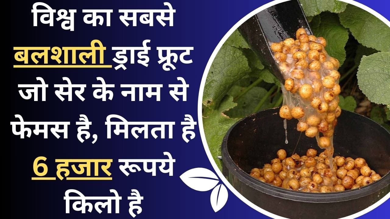 विश्व का सबसे बलशाली ड्राई फ्रूट, जो सेर के नाम से फेमस है, मिलता है 6 हजार रूपये किलो है, जानिए इस ड्राई फ्रूट का नाम
