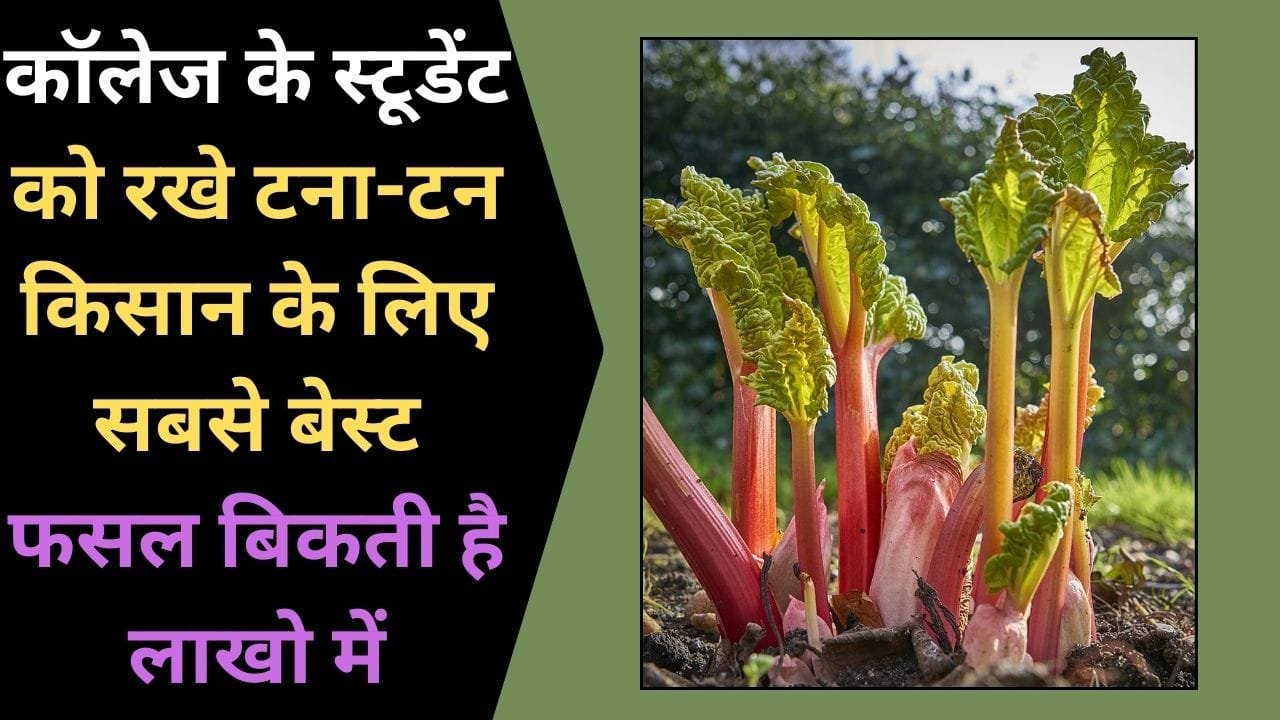 कॉलेज के स्टूडेंट को रखे टना-टन ये देशी फसल, किसान के लिए सबसे बेस्ट फसल, बिकती है लाखो में जानिए इस फसल का नाम