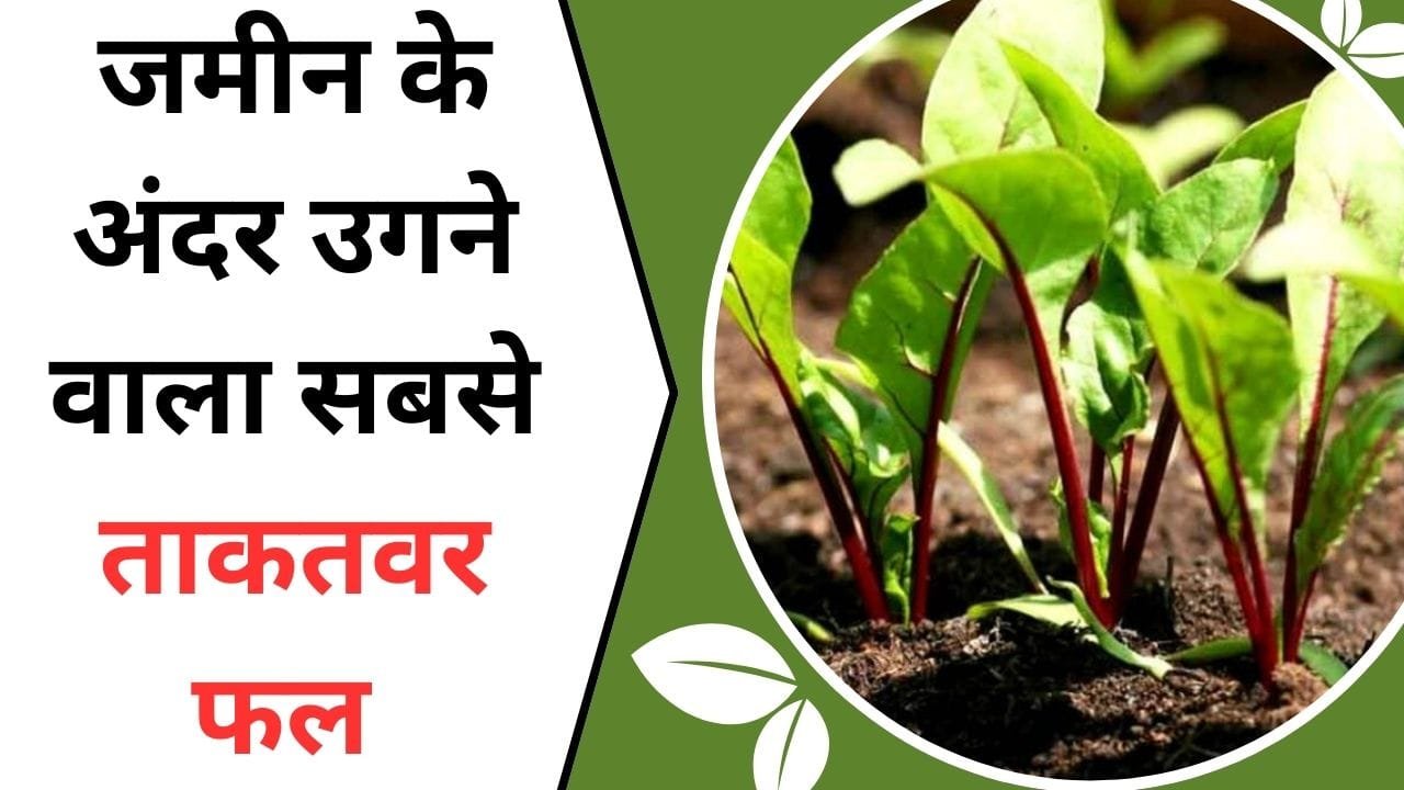 जमीन के अंदर उगने वाला सबसे ताकतवर ये फल, सेहत से लेकर तगड़ा मुनाफे वाला फल है, इसकी खेती आपकी किस्मत बदल देगा