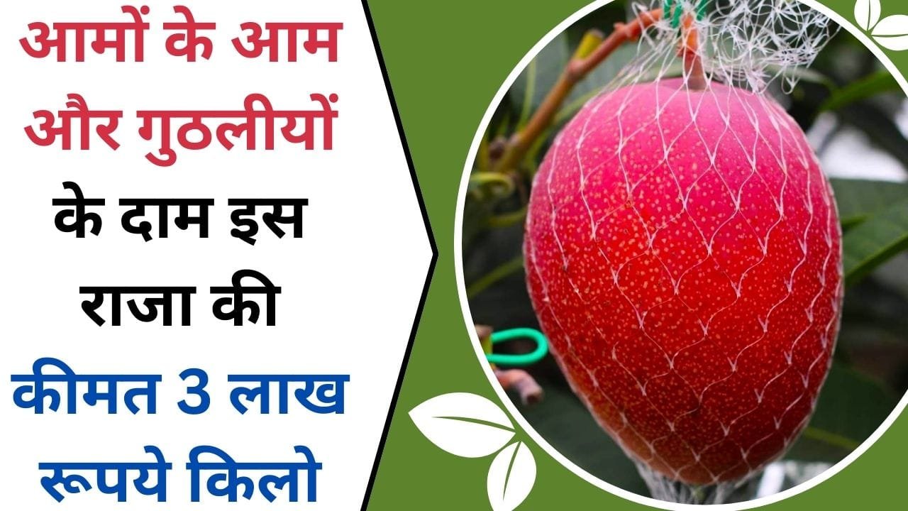 आमों के आम और गुठलीयों के दाम इस राजा की कीमत 3 लाख रूपये किलो, किस्मत का दरवाजा खुल जायेगा इस खेती से, पढ़िए इस तगड़ी फसल के बारे में