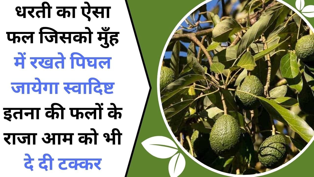 धरती का पहला ऐसा फल जिसको मुँह में रखते पिघल जायेगा, स्वादिष्ट इतना की फलों के राजा आम को भी दे दी टक्कर, जानिए इस फल की खेती के बारे में