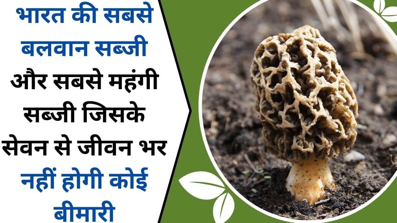 भारत की सबसे बलवान सब्जी और सबसे महंगी सब्जी, जिसके सेवन से जीवन भर नहीं होगी कोई बीमारी, जानिए इस सब्जी का नाम और काम