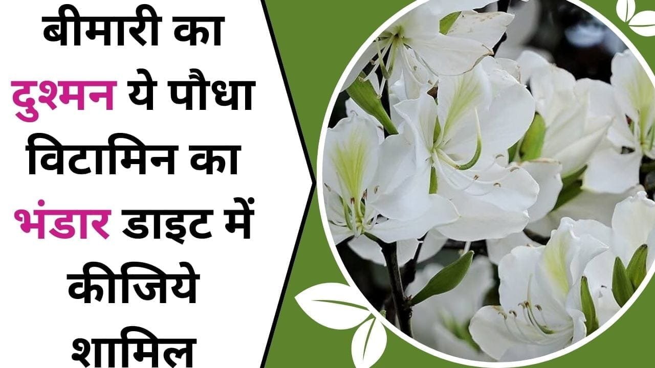 बीमारी का दुश्मन ये पौधा, विटामिन का भंडार, डाइट में कीजिये शामिल, जानिए इस बलवान पौधे का नाम
