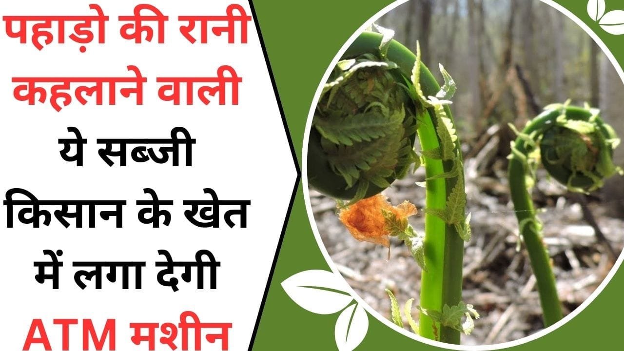 पहाड़ो की रानी कहलाने वाली ये सब्जी, किसान के खेत में लगा देगी ATM मशीन, बाजार में बिकती है 1500 रूपये किलो