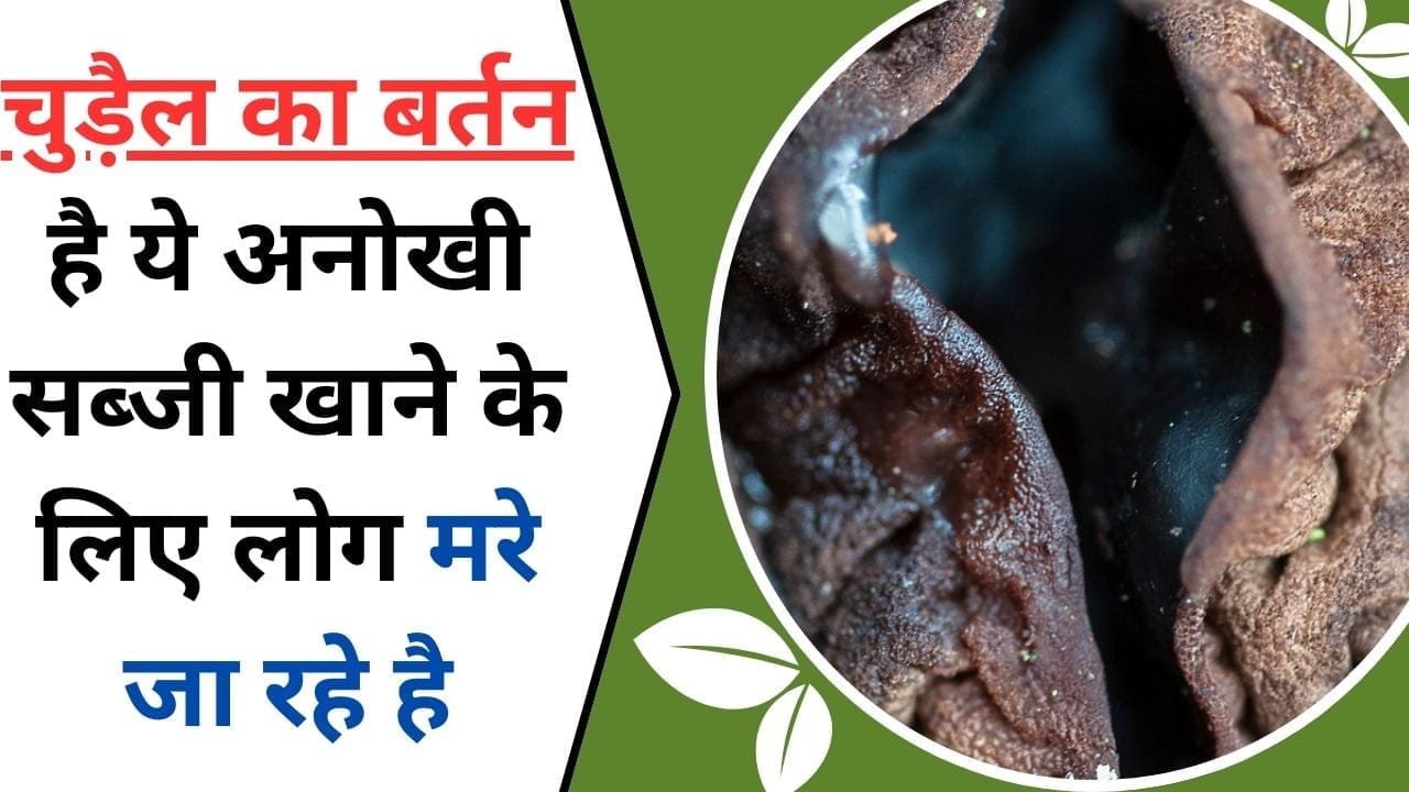 चुड़ैल का बर्तन है ये अनोखी सब्जी, खाने के लिए लोग मरे जा रहे है, जीवन को लम्बा बनाने के लिए सबसे आगे, जानिए चुड़ैल के बर्तन के फायदे