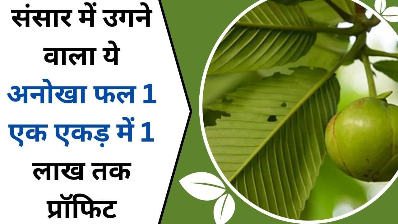 संसार में उगने वाला ये अनोखा फल, 1 एक एकड़ में 1 लाख तक प्रॉफिट, शुरू कर दीजिये इस फसल की खेती...