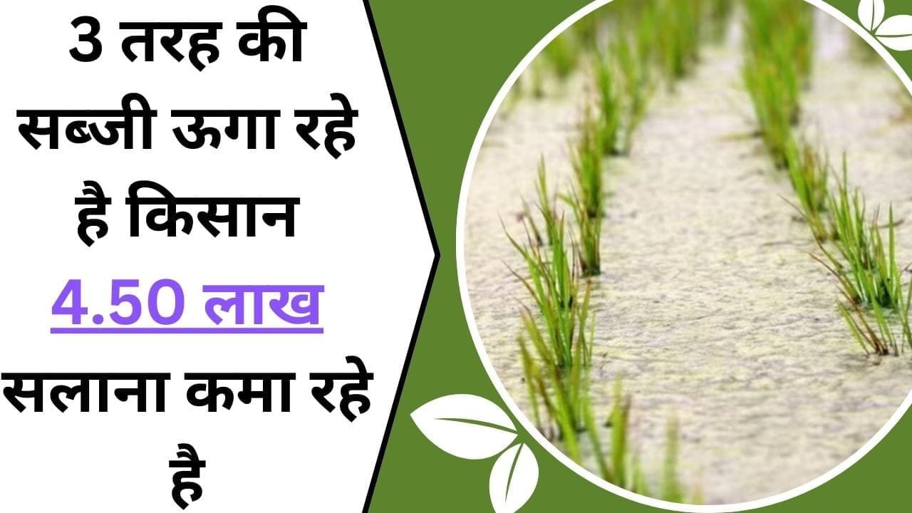 5 एकड़ में 3 तरह की सब्जी ऊगा रहे है किसान, 4.50 लाख सलाना कमा रहे है, जानें कैसे