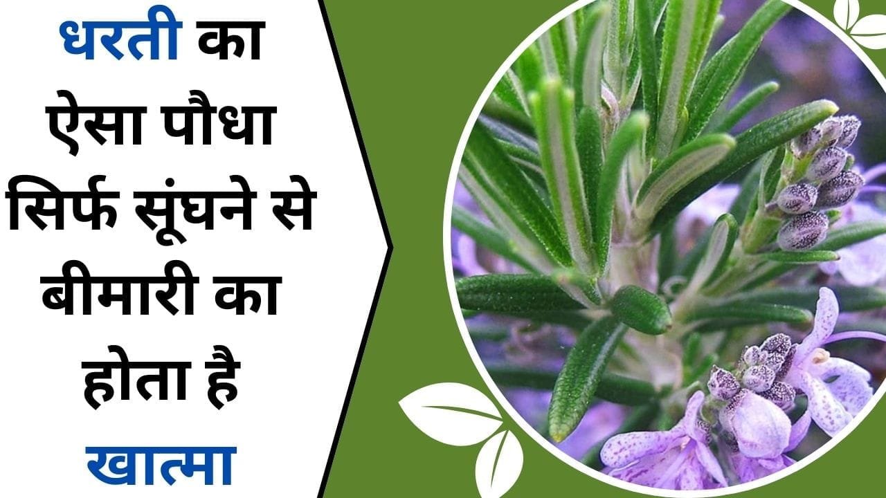 धरती का ऐसा पौधा, सूंघने से बीमारी का होता है खात्मा, औषधियों का है बाप, जानिए इस पौधे के बारे में