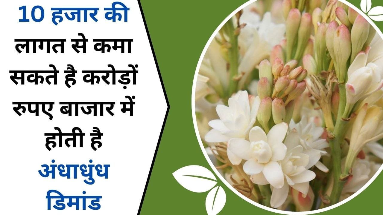 मात्र 10 हजार की लागत से कमा सकते है करोड़ों रुपए बाजार में होती है अंधाधुंध डिमांड, भारत की गली-गली में है फेमस