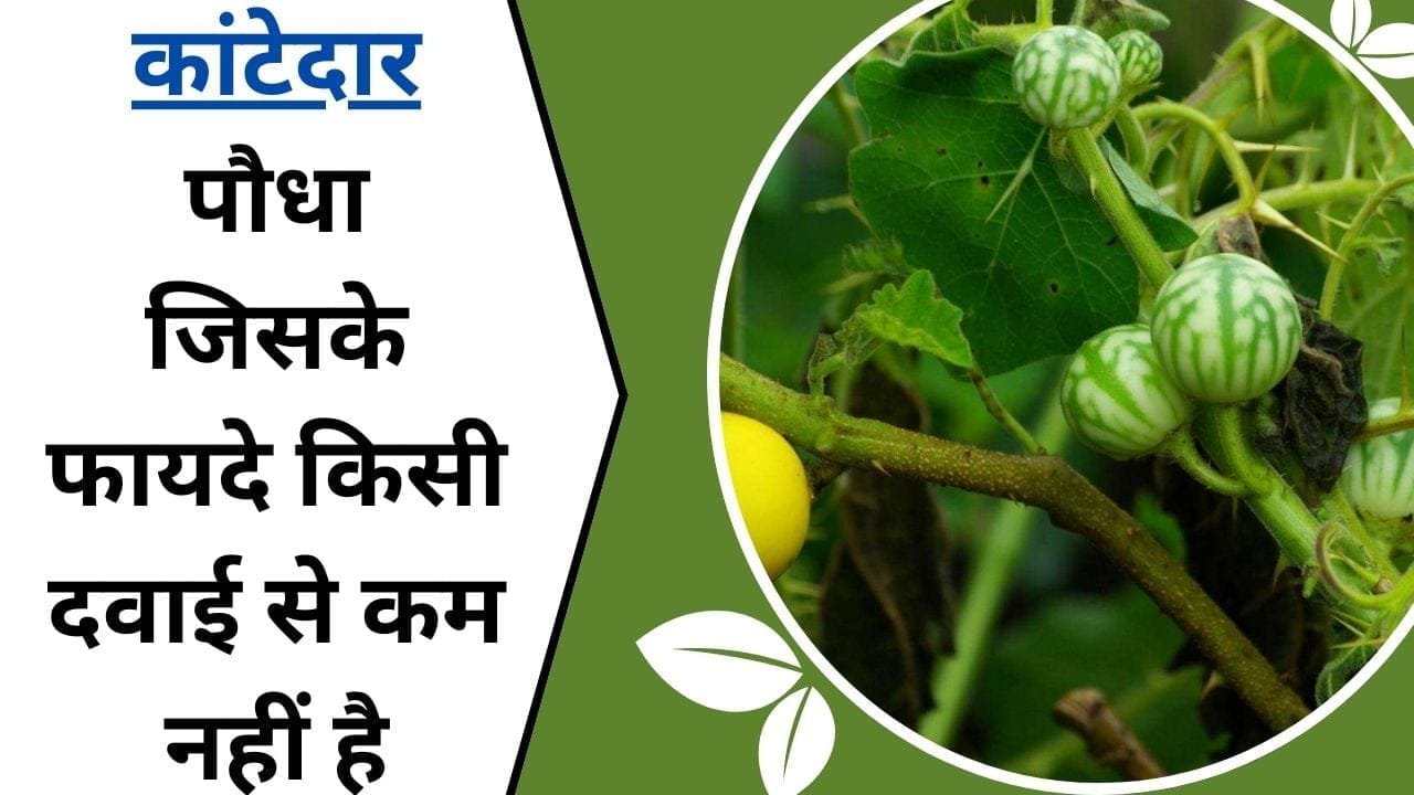 नालों के किनारे मिलने वाला कांटेदार पौधा! जिसके फायदे किसी दवाई से कम नहीं है, पढ़िए इस पढ़े का नाम