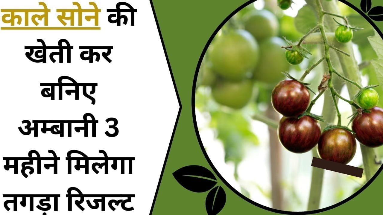 काले सोने की खेती कर बनिए अम्बानी, 3 महीने मिलेगा तगड़ा रिजल्ट, पढ़िए इस काले का नाम