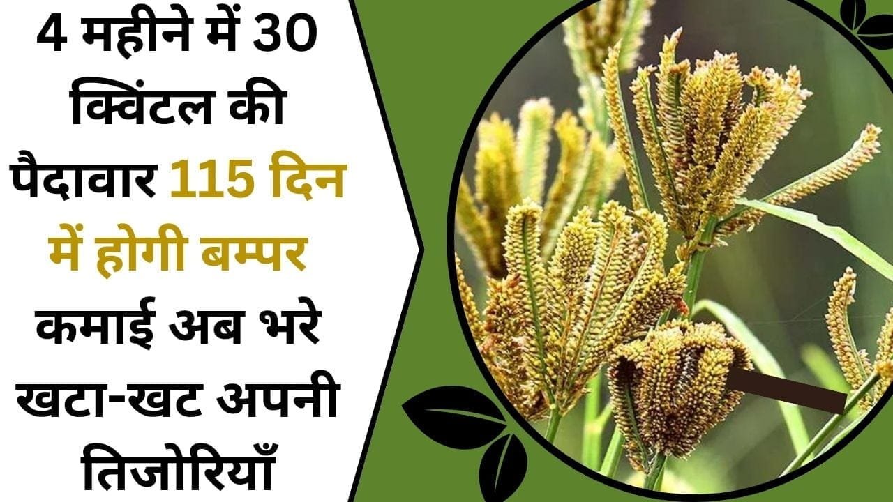 4 महीने में 30 क्विंटल की पैदावार, 115 दिन में होगी बम्पर कमाई, अब भरे खटा-खट अपनी तिजोरियाँ, पढ़े इस तगड़ी फसल के बारे में