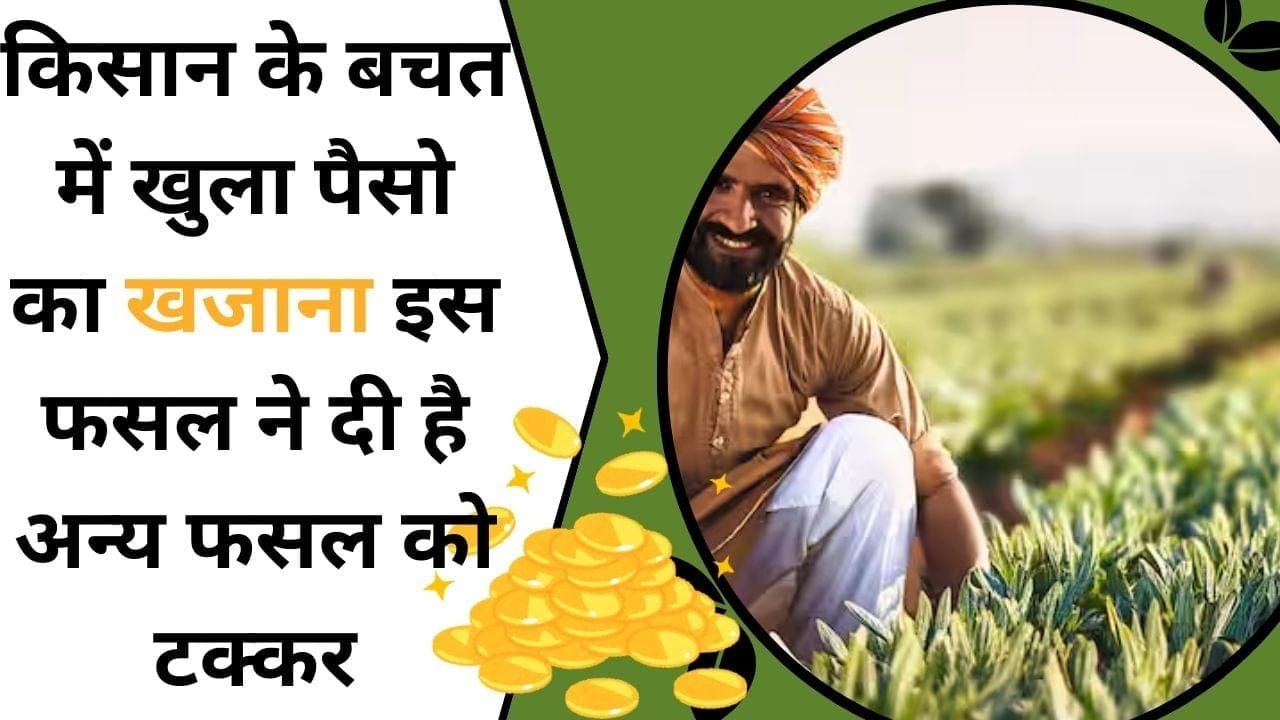 किसान के बचत में खुला पैसो का खजाना, इस फसल ने दी है अन्य फसल को टक्कर, जाने इस फसल का नाम