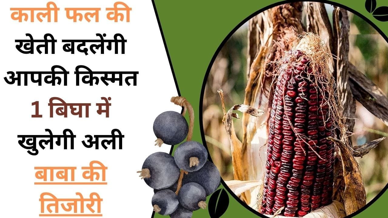 काली फल की खेती बदलेंगी आपकी किस्मत, 1 बिघा में खुलेगी अली बाबा की तिजोरी, जाने इस काले फल का नाम