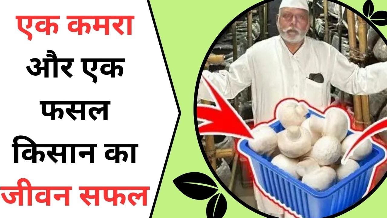 एक कमरा और एक फसल किसान का जीवन सफल, लाखों का मालिक बनने में नहीं छोड़ेगी कोई कसर