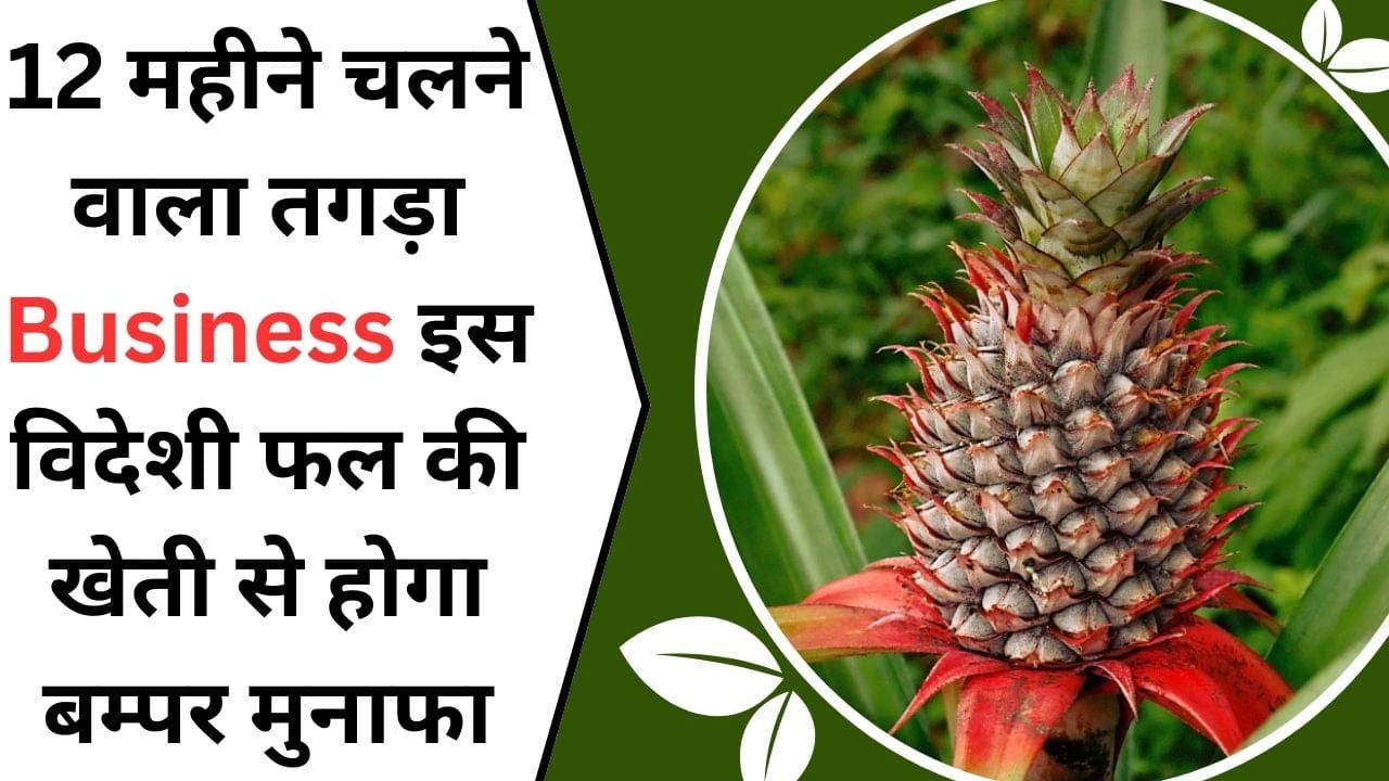 12 महीने चलने वाला तगड़ा Business, इस विदेशी फल की खेती से होगा बम्पर मुनाफा, बच्चों से लेकर बूढ़े तक की पहली पसंद, अभी शुरू करें बन जाओगे करोड़पति…!