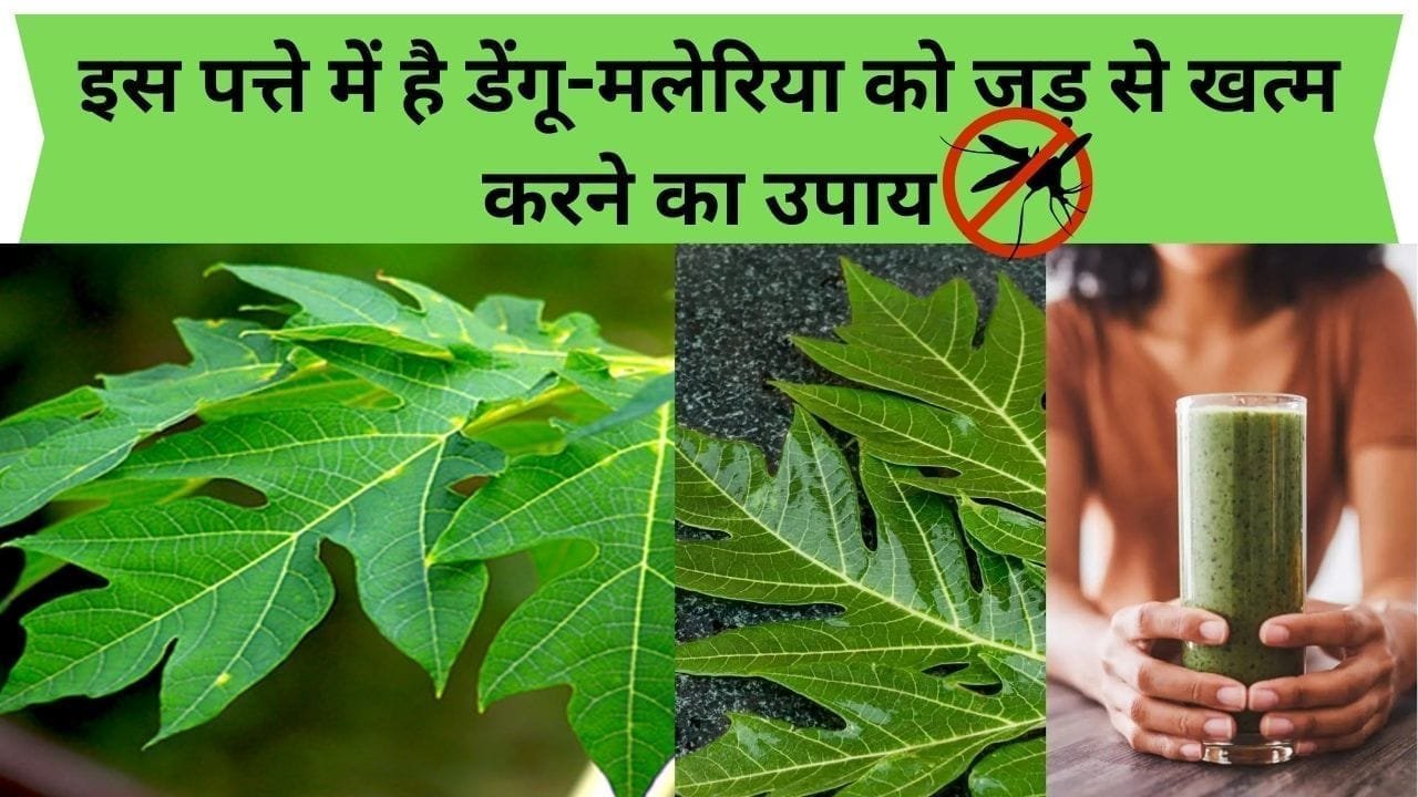 इस पत्ते में है डेंगू-मलेरिया को जड़ से खत्म करने का उपाय, लीवर में जमी गंदगी को करता है साफ, जाने कौन-सा पत्ता है