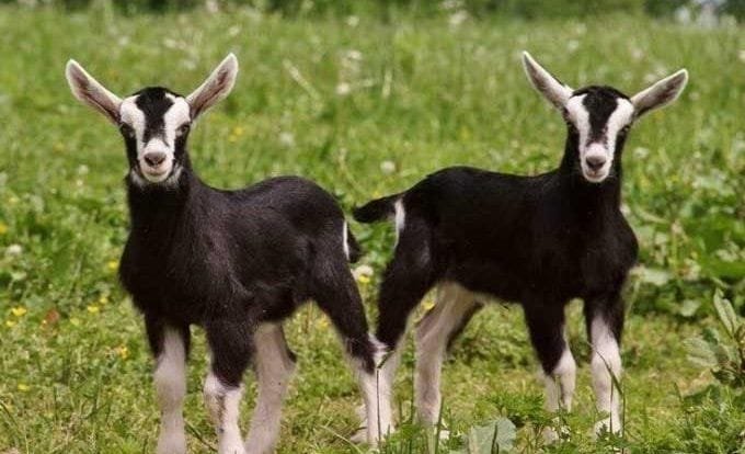 Goat farming