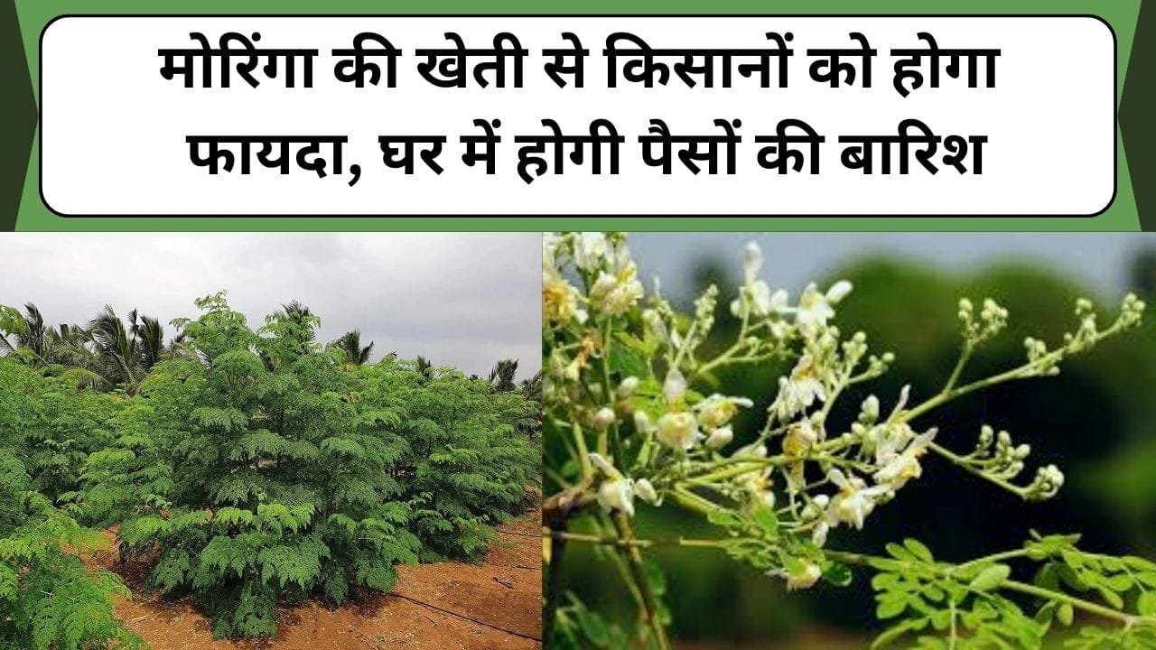 मोरिंगा की खेती से किसानों को होगा फायदा, घर में होगी पैसों की बारिश, जानिए इस खेती के बारे में