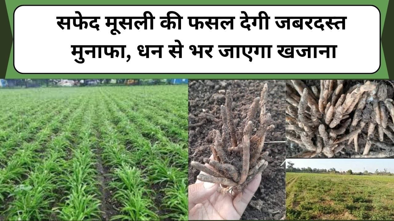 सफेद मूसली की फसल देगी जबरदस्त मुनाफा, धन से भर जाएगा खजाना, जानें सफेद मूसली की खेती का रहस्य