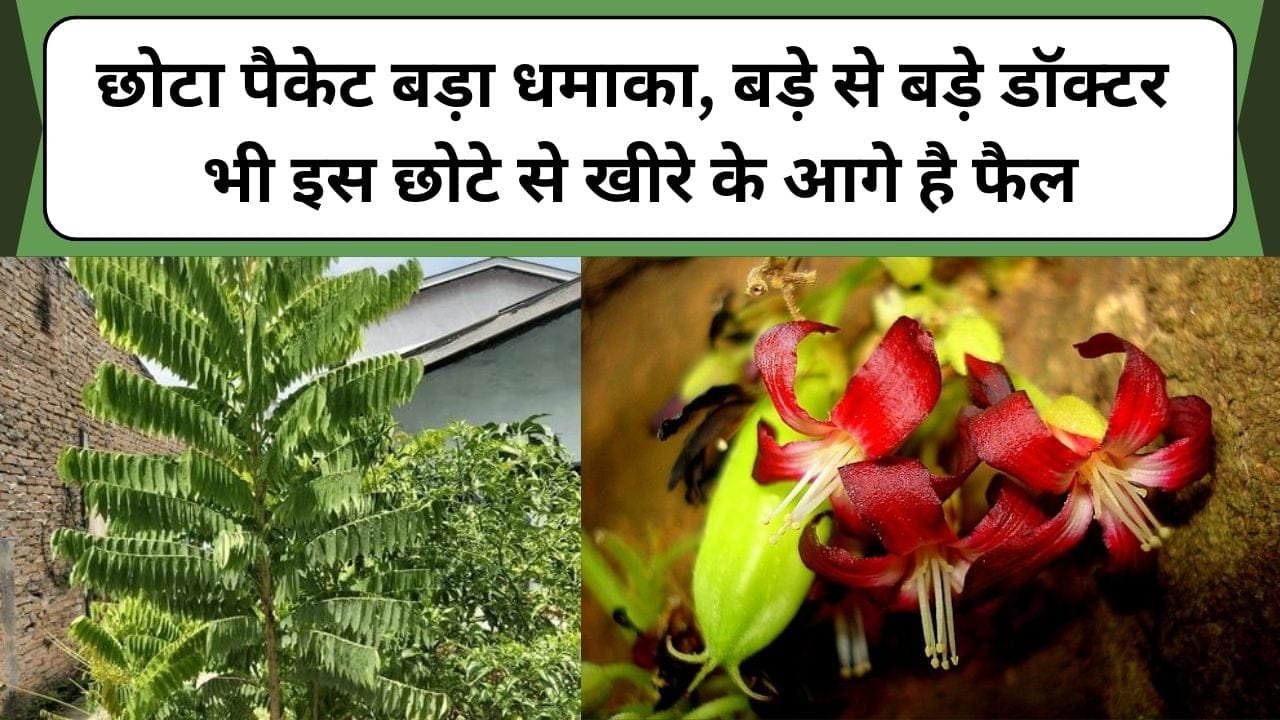 छोटा पैकेट बड़ा धमाका, बड़े से बड़े डॉक्टर भी इस छोटे से खीरे के आगे है फैल, जानिए इस फल के फायदे