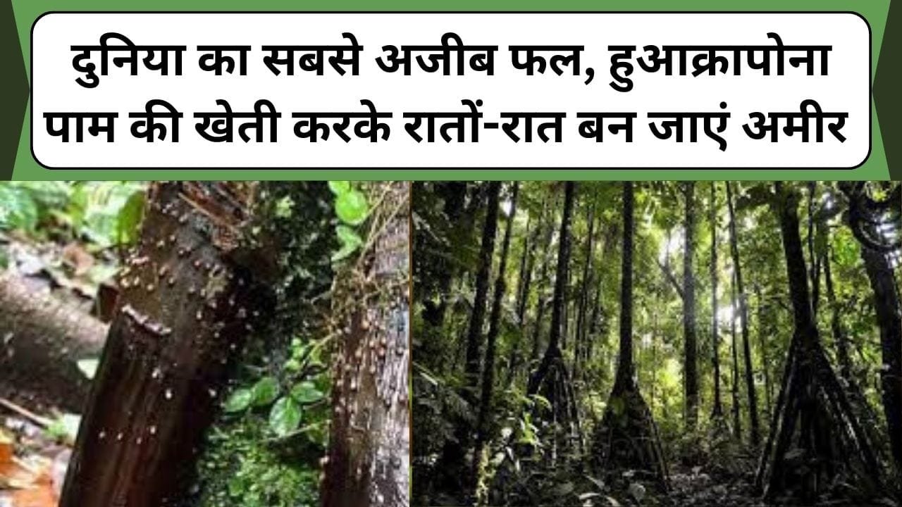 दुनिया का सबसे अजीब फल, हुआक्रापोना पाम की खेती करके रातों-रात बन जाएं अमीर, जानिए हुआक्रापोना पाम फल की खेती के बारे में