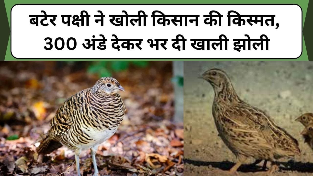बटेर पक्षी ने खोली किसान की किस्मत, 300 अंडे देकर भर दी खाली झोली, जानिए बटेर पक्षी के पालन के बारे में