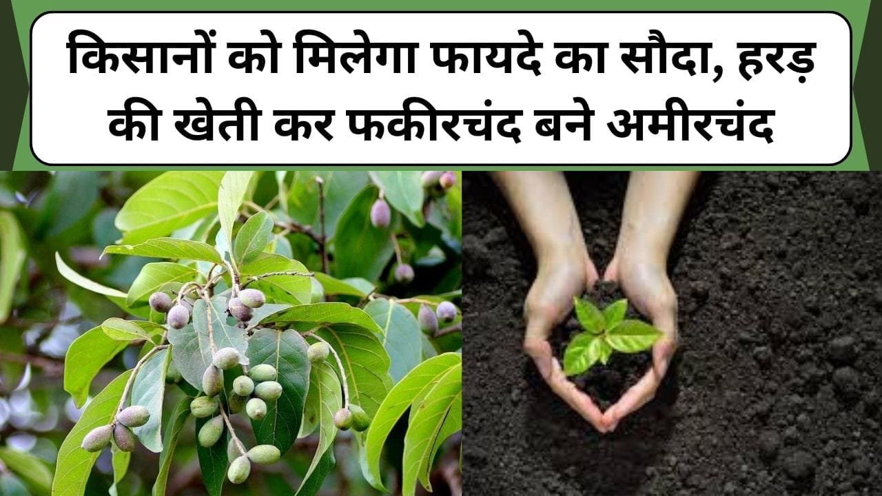 किसानों को मिलेगा फायदे का सौदा, हरड़ की खेती कर फकीरचंद बने अमीरचंद, जानिए हरड़ की खेती के बारे में