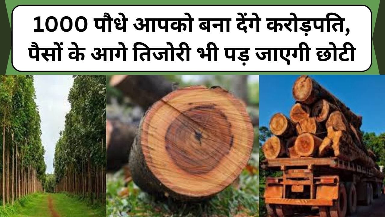 1000 पौधे आपको बना देंगे करोड़पति, पैसों के आगे तिजोरी भी पड़ जाएगी छोटी, जानिए 1000 पौधों की खेती के बारे में