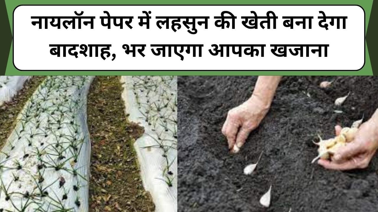 नायलॉन पेपर में लहसुन की खेती बना देगा बादशाह, भर जाएगा आपका खजाना, जानिए लहसुन की खेती के बारे में