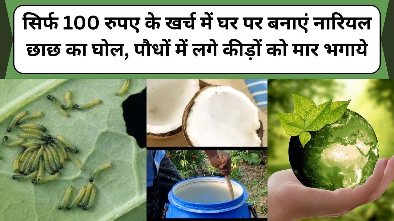 सिर्फ 100 रुपए के खर्च में घर पर बनाएं नारियल छाछ का घोल, पौधों में लगे कीड़ों को मार भगाये , जानिए नारियल छाछ कीटनाशक बनाने की विधि