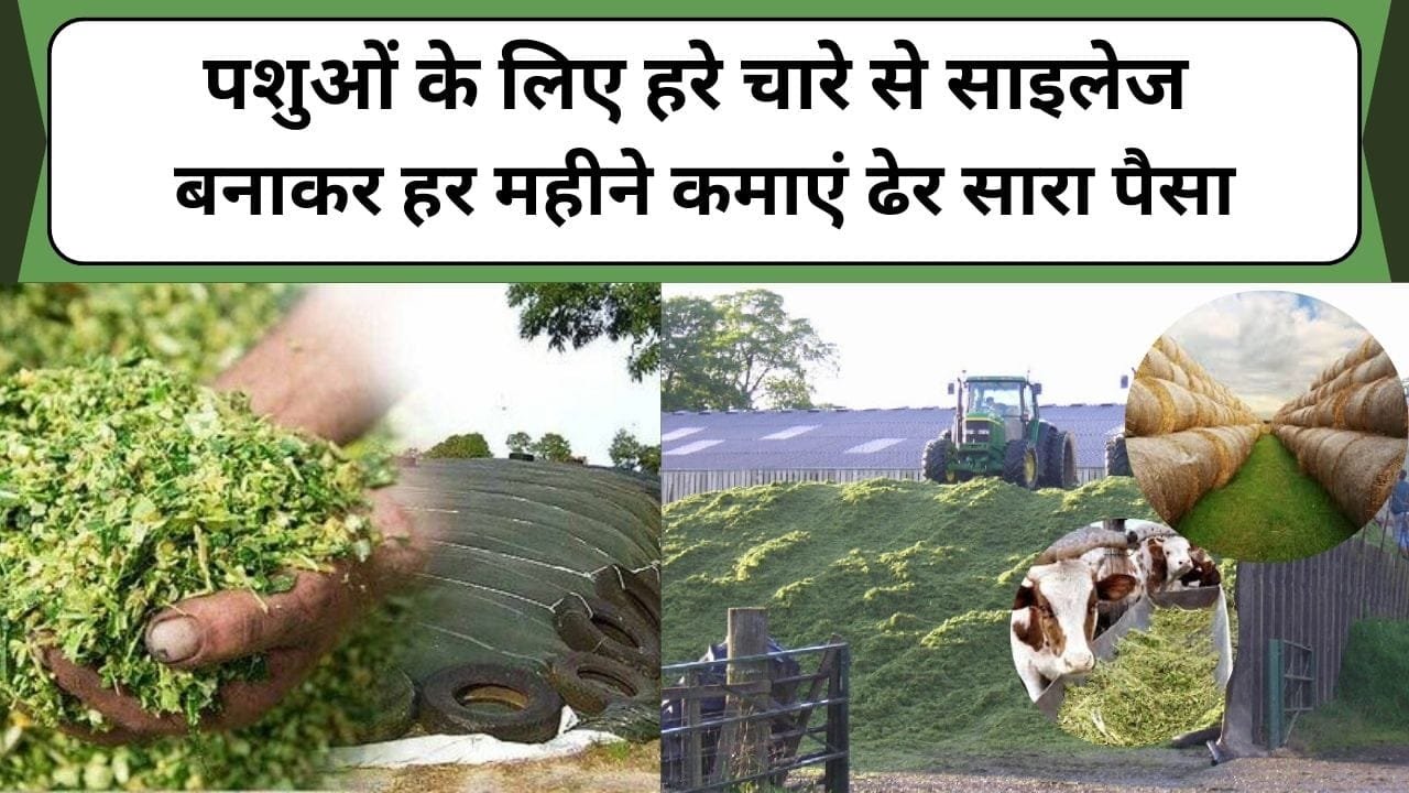 पशुओं के लिए हरे चारे से साइलेज बनाकर हर महीने कमाएं ढेर सारा पैसा, मक्के के चारे से बनाएं साइलेज, जानिए हरे चारे से साइलेज बनाने की विधि