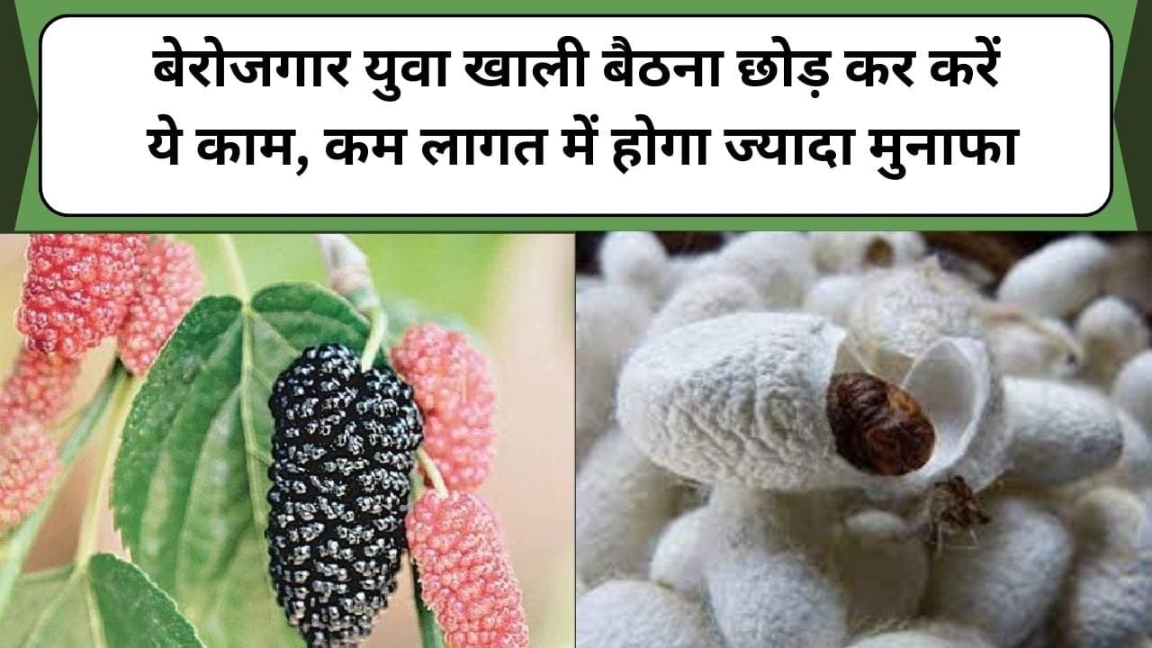 बेरोजगार युवा खाली बैठना छोड़ कर करें ये काम, कम लागत में होगा ज्यादा मुनाफा, बेरोजगार युवाओं के जीवन में आने वाली है खुशियां, जानिए इस कीट के बारे में