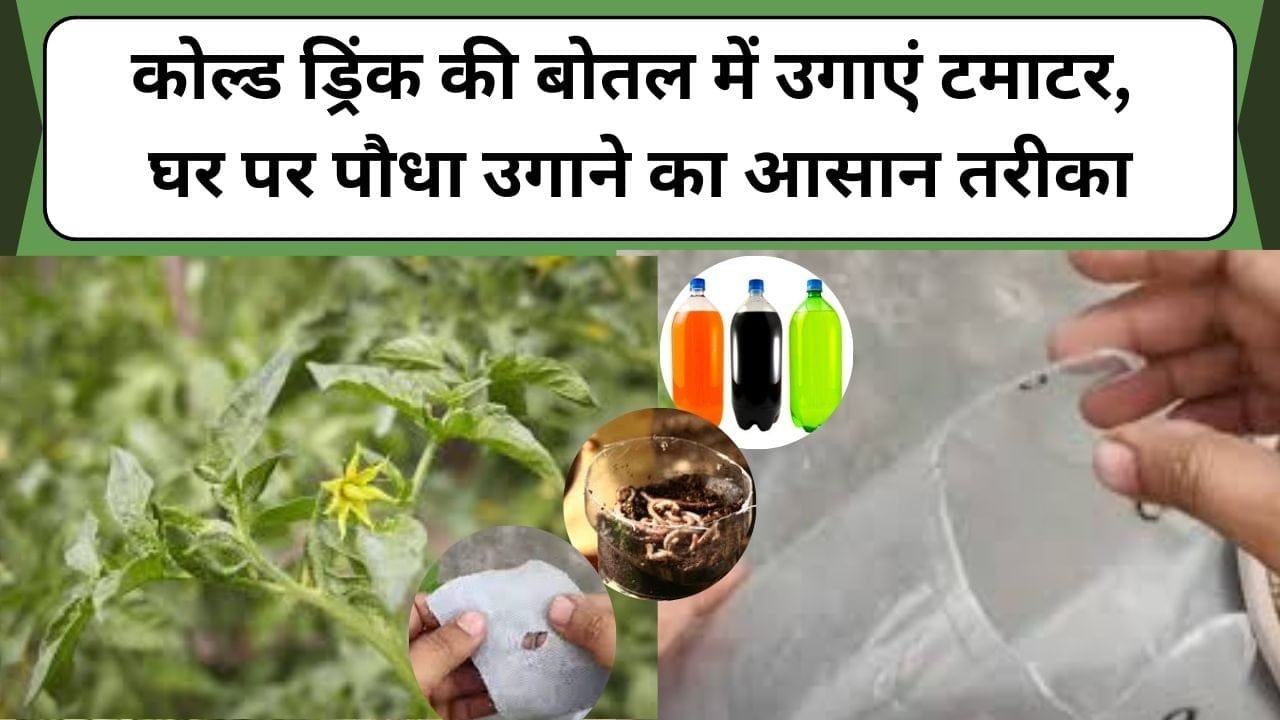 किचन गार्डनिंग; कोल्ड ड्रिंक की बोतल में उगाएं टमाटर, घर पर पौधा उगाने का आसान तरीका